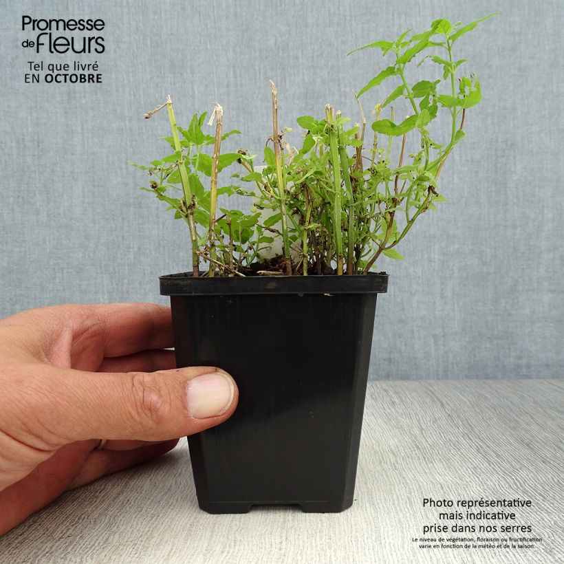 Esemplare di Scutellaria scordiifolia Vasetto da 8/9 cm come consegnato in autunno