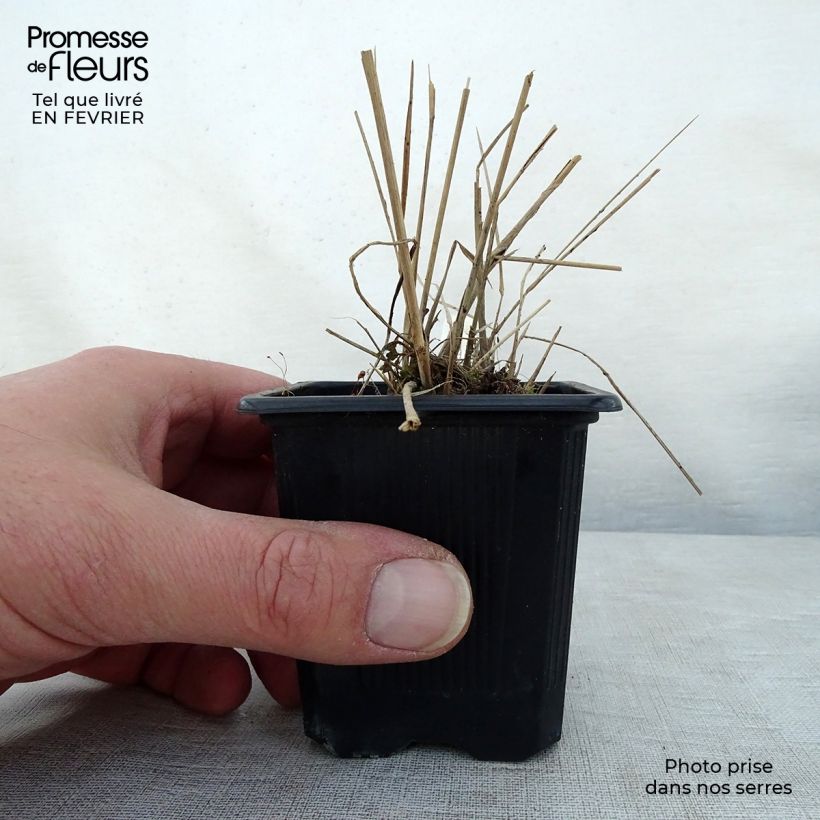 Scutellaria suffrutescens Vasetto da 8/9 cm esemplare consegnato in inverno