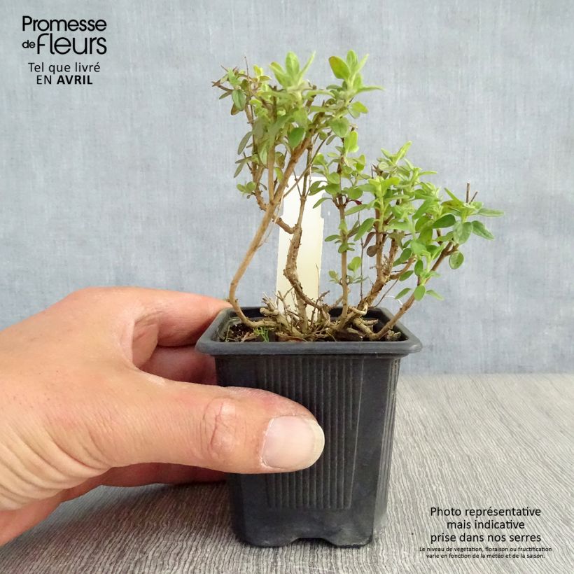 Scutellaria suffrutescens Vasetto da 8/9 cm esemplare consegnato in primavera