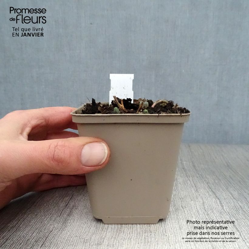 Sedum Bertram Anderson Vasetto da 8/9 cm esemplare consegnato in inverno