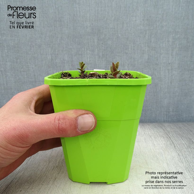 Sedum Black Knight Vaso da 1L/1,5L esemplare consegnato in inverno