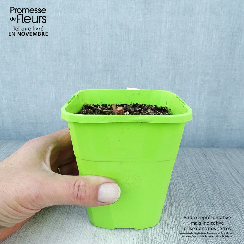Esemplare di Sedum Black Knight Vaso da 1L/1,5L come consegnato in autunno