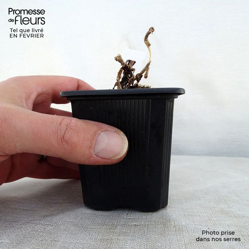 Sedum telephium Chocolate Cherry Vasetto da 8/9 cm esemplare consegnato in inverno