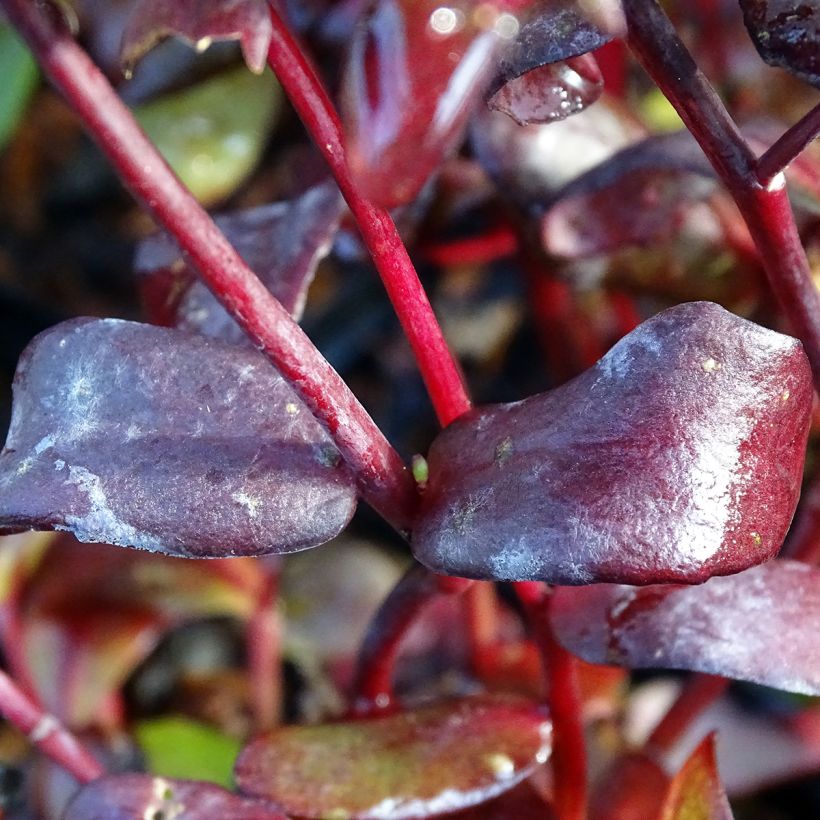 Sedum Chocolate (Fogliame)