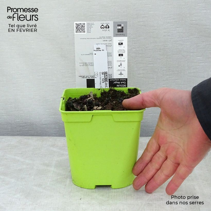 Sedum telephium Dark Magic Vaso da 2L/3L esemplare consegnato in inverno
