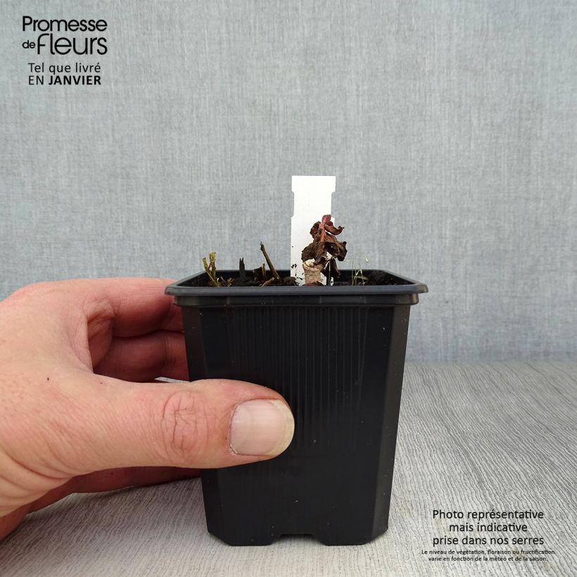 Sedum telephium Dark Magic Vasetto da 8/9 cm esemplare consegnato in inverno