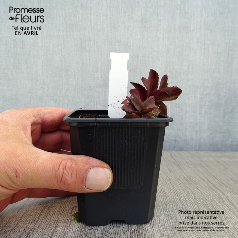 Sedum telephium Dark Magic Vasetto da 8/9 cm esemplare consegnato in primavera