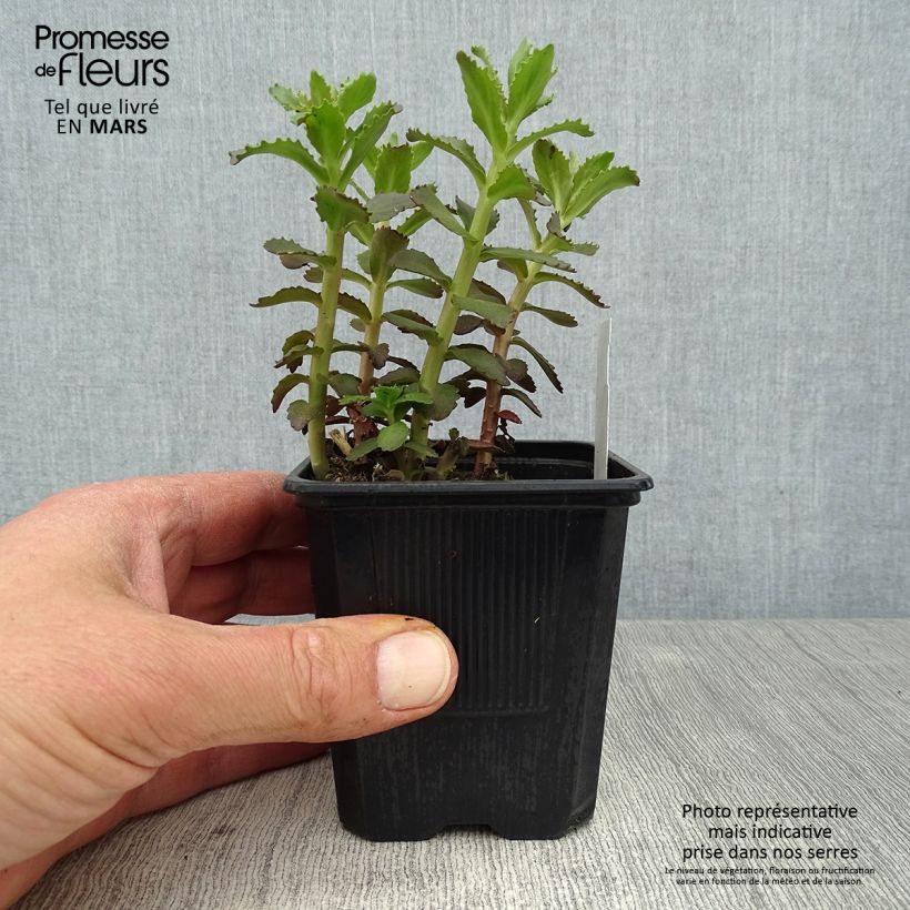 Sedum telephium Double Martini Vasetto da 8/9 cm esemplare consegnato in primavera