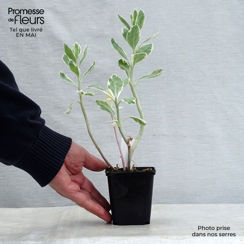 Sedum Frosty Morn Vasetto da 8/9 cm esemplare consegnato in primavera