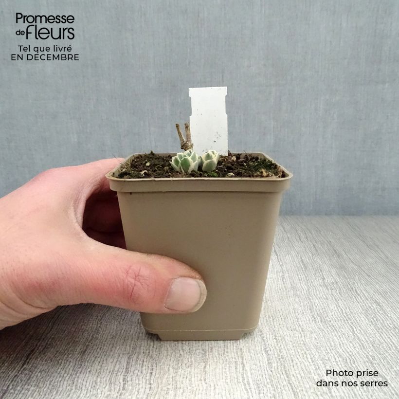 Sedum Frosty Morn Vasetto da 8/9 cm esemplare consegnato in inverno