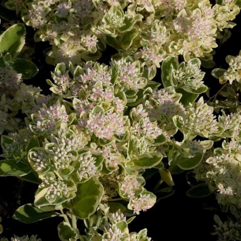 Sedum Frosty Morn (Fioritura)