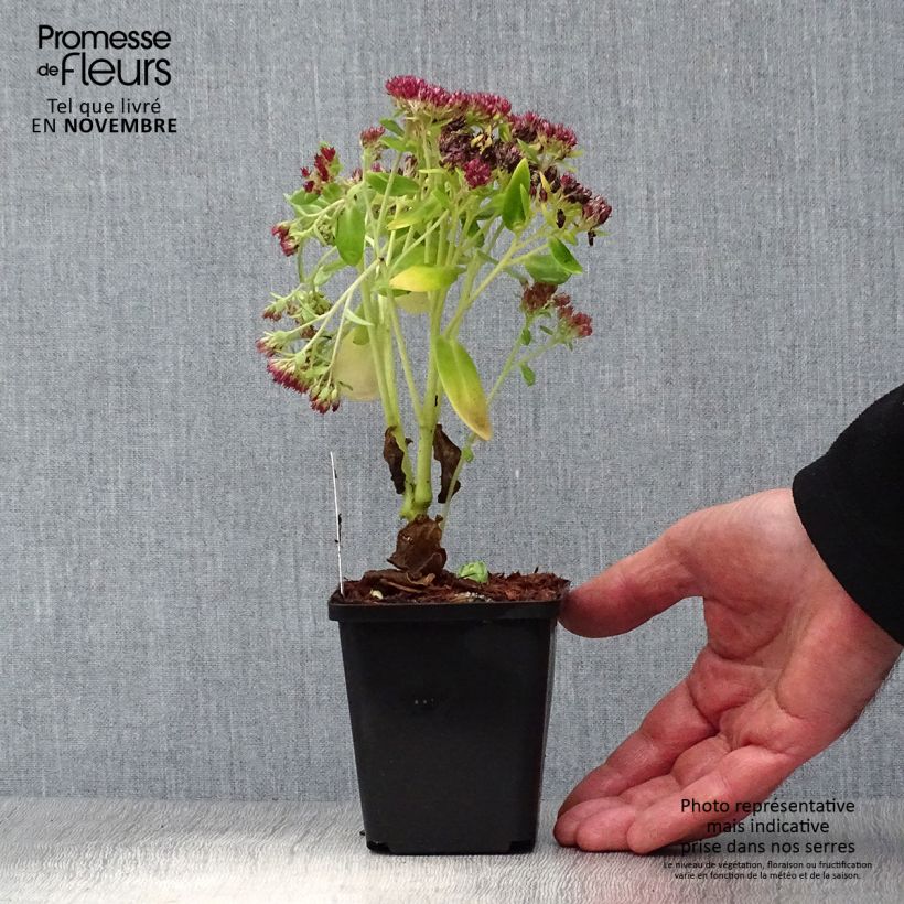 Esemplare di Sedum Herbstfreude Vasetto da 8/9 cm come consegnato in autunno