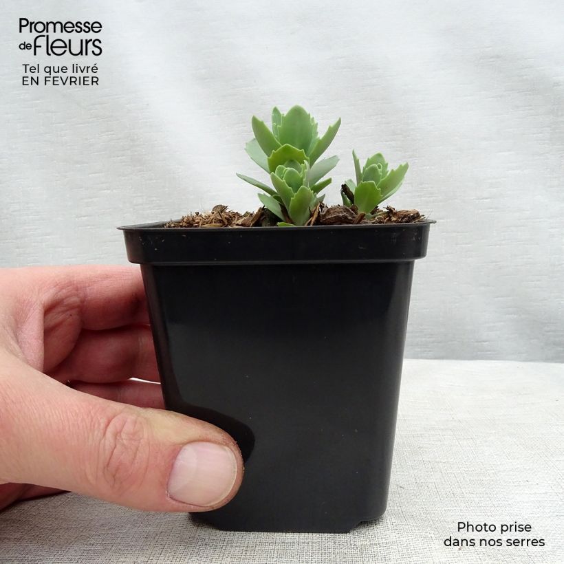 Sedum Herbstfreude Vasetto da 8/9 cm esemplare consegnato in inverno