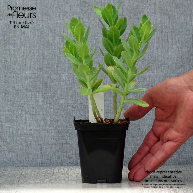 Sedum Herbstfreude Vasetto da 8/9 cm esemplare consegnato in primavera
