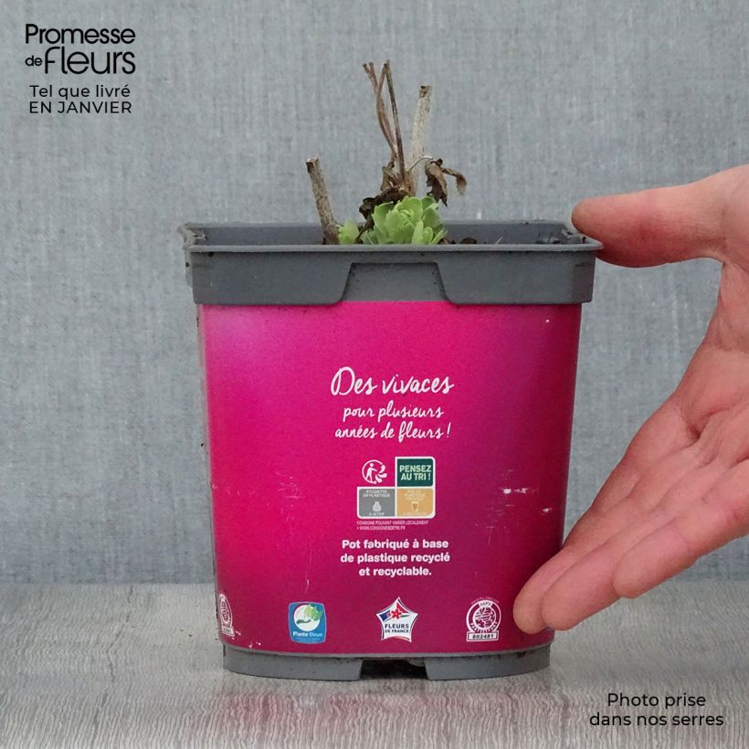 Sedum Herbstfreude Vaso da 2L/3L esemplare consegnato in inverno