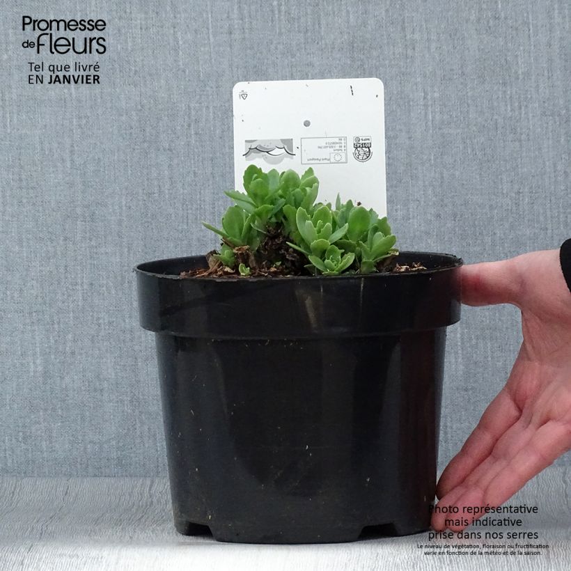 Sedum Herbstfreude Vaso da 3L/4L esemplare consegnato in inverno