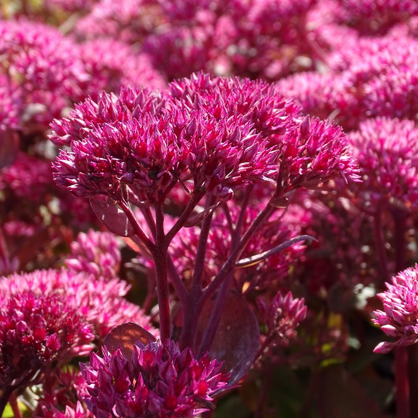 Sedum telephium Thunderhead (Fioritura)