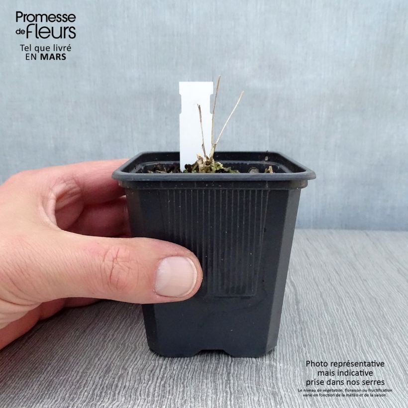 Sedum telephium Thunderhead Vasetto da 8/9 cm esemplare consegnato in primavera