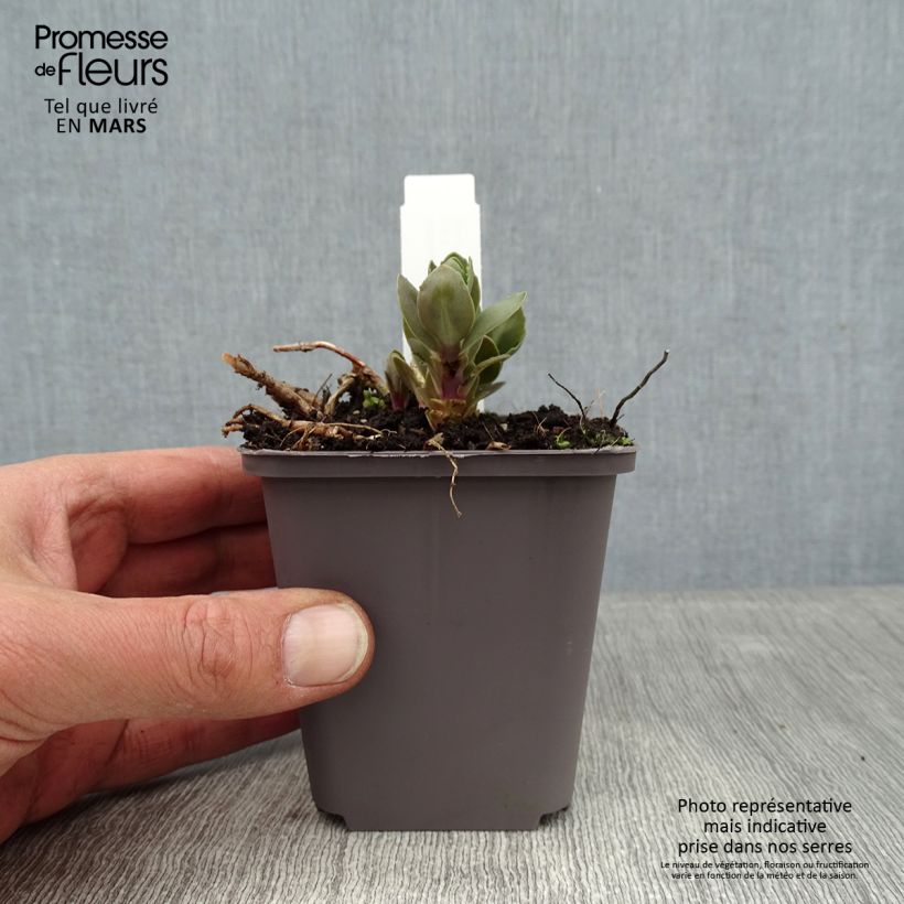 Sedum telephium Thunderhead Vasetto da 8/9 cm esemplare consegnato in inverno