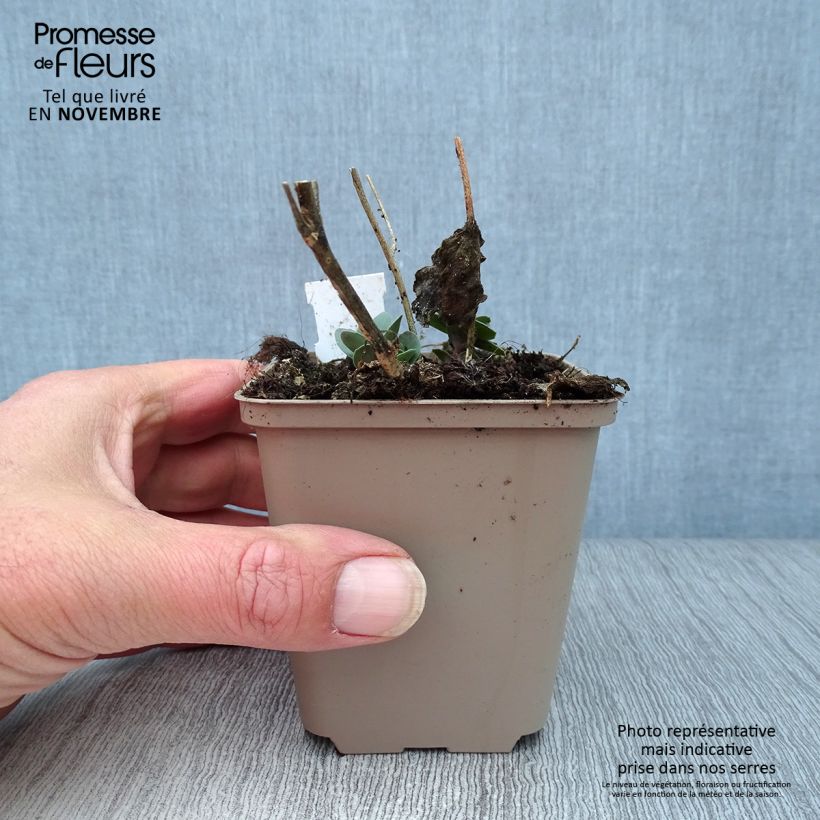 Esemplare di Sedum spectabile Jose Aubergine - Borracina Vasetto da 8/9 cm come consegnato in autunno
