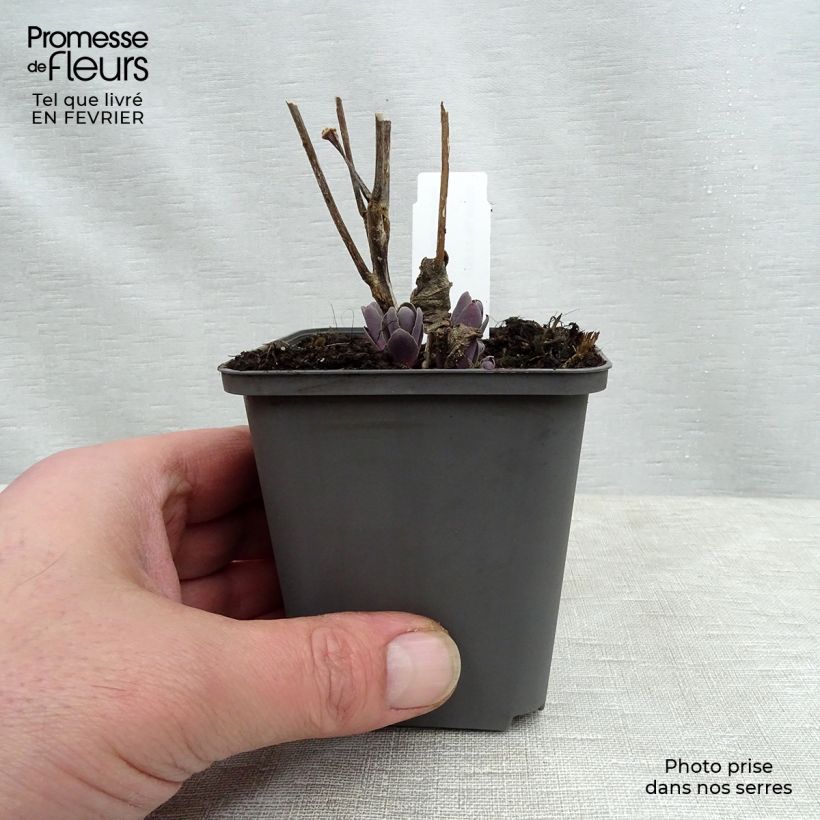 Sedum spectabile Jose Aubergine - Borracina Vasetto da 8/9 cm esemplare consegnato in inverno