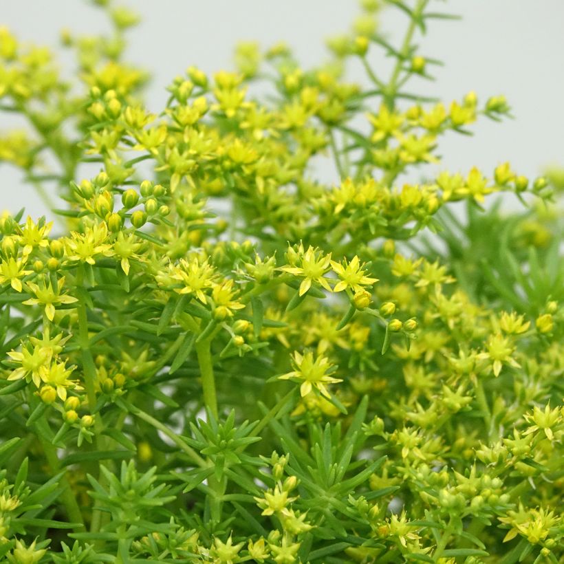 Sedum Lemon Ball (Fioritura)
