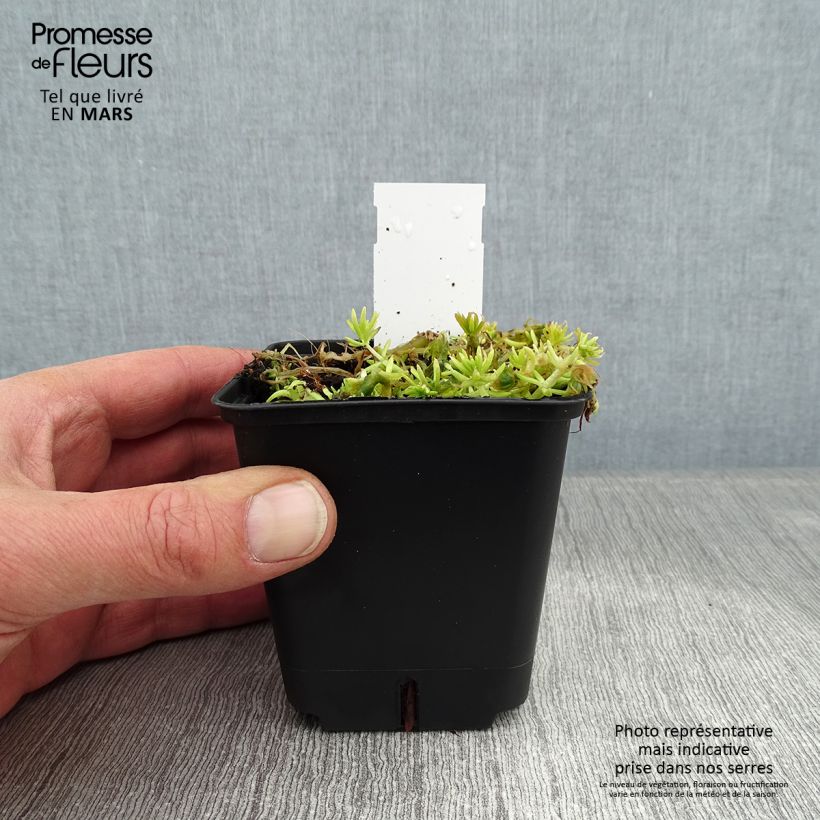Sedum Lemon Ball Vasetto da 8/9 cm esemplare consegnato in inverno