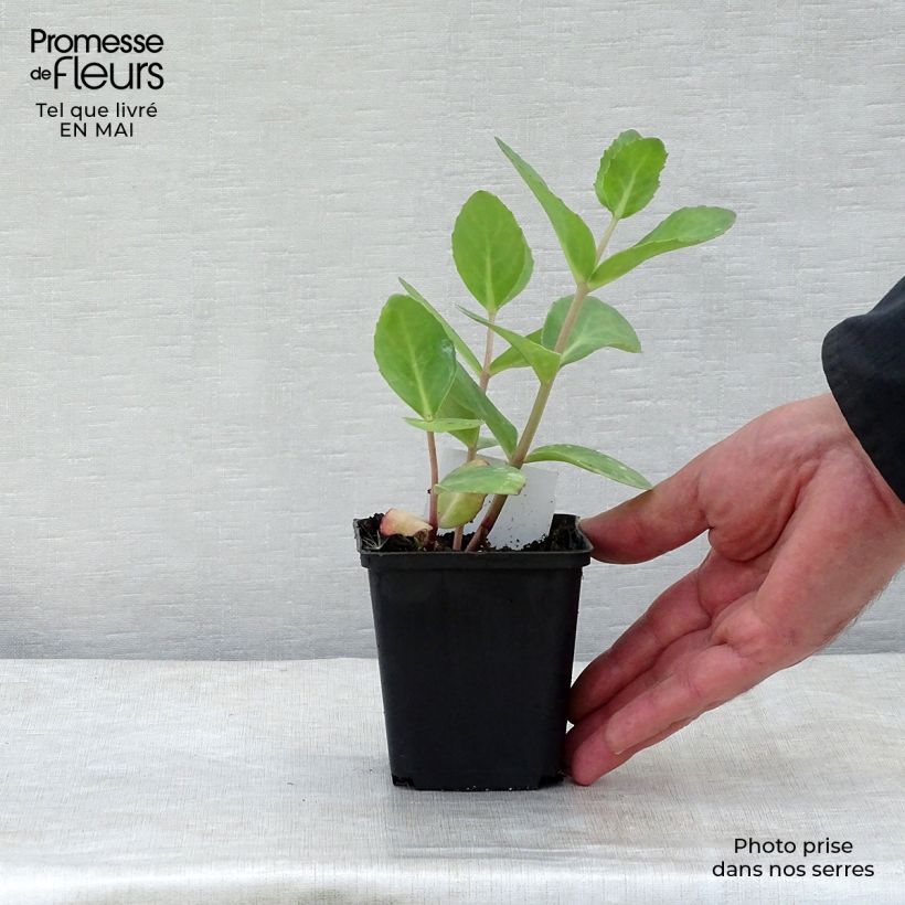 Sedum Matrona Vasetto da 8/9 cm esemplare consegnato in primavera