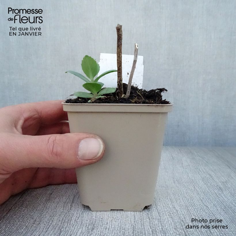 Sedum Matrona Vasetto da 8/9 cm esemplare consegnato in inverno