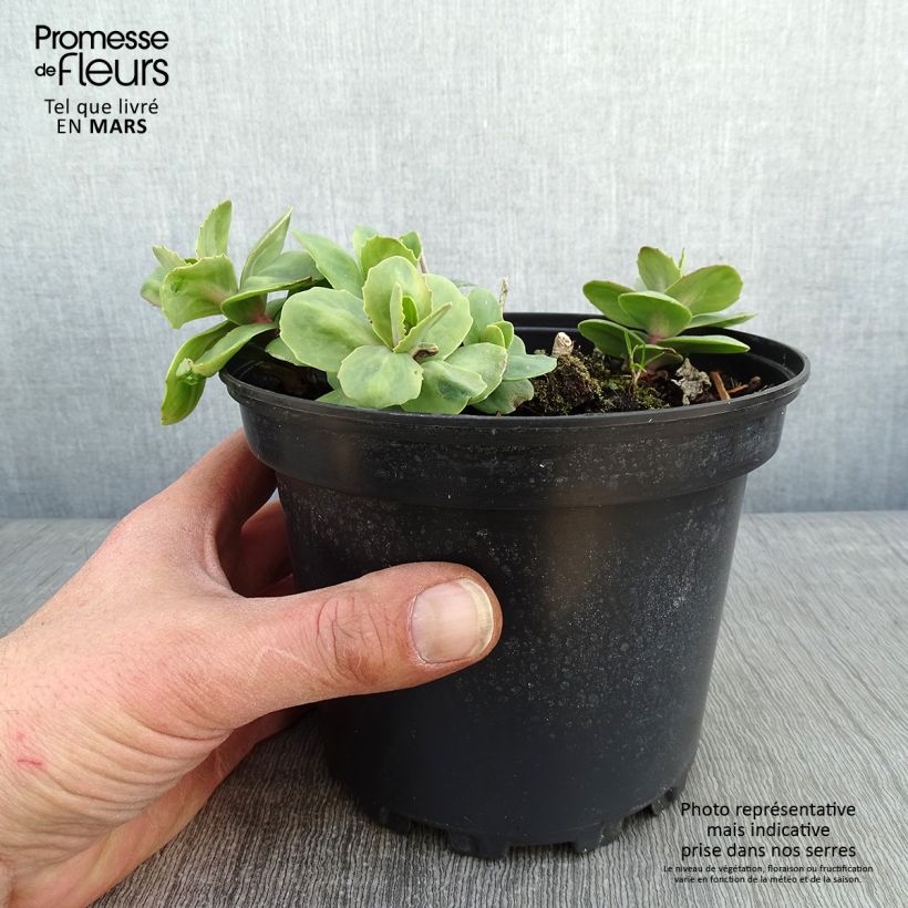 Sedum Matrona Vaso da 2L/3L esemplare consegnato in inverno