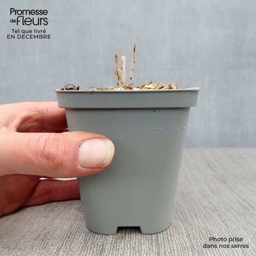 Sedum Mr Goodbud Vasetto da 8/9 cm esemplare consegnato in inverno