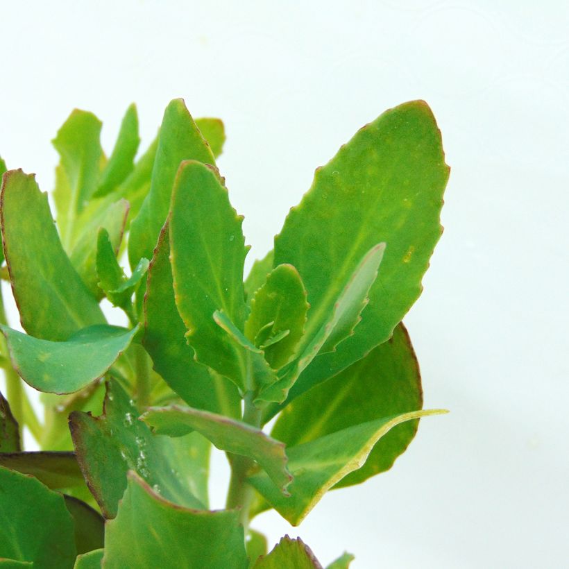Sedum Mr Goodbud (Fogliame)