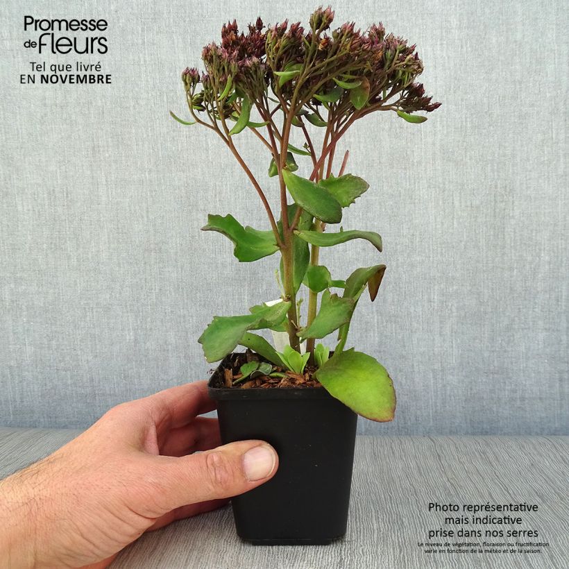 Esemplare di Sedum Mr Goodbud Vasetto da 8/9 cm come consegnato in autunno