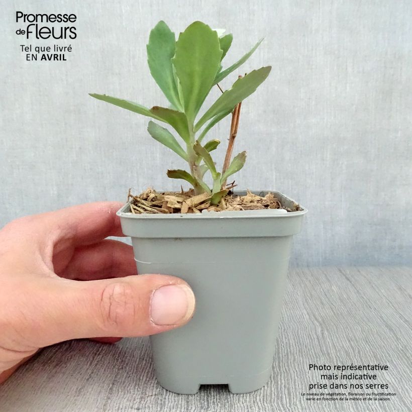 Sedum Mr Goodbud Vasetto da 8/9 cm esemplare consegnato in primavera