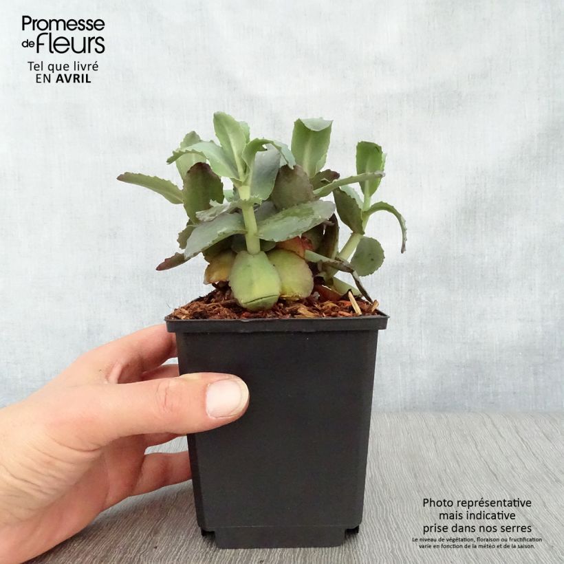 Sedum spectabile Orange Xenox - Borracina Vasetto da 8/9 cm esemplare consegnato in primavera