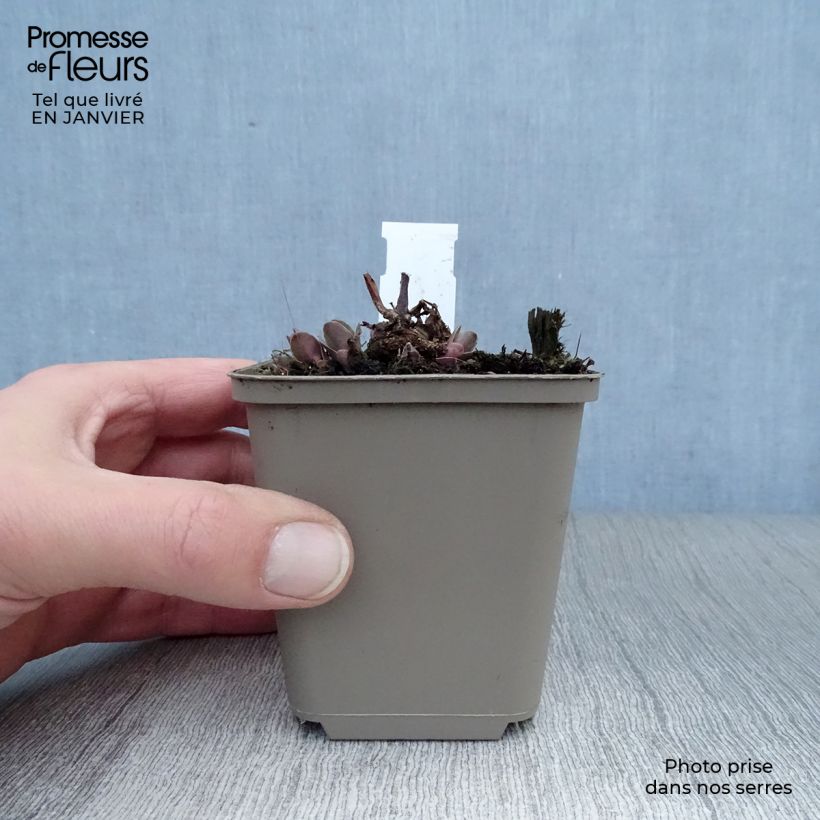 Sedum spectabile Purple Emperor - Borracina Vasetto da 8/9 cm esemplare consegnato in inverno