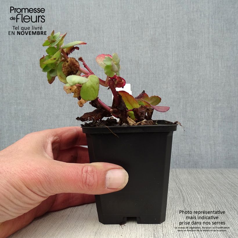 Esemplare di Sedum Red Cauli Vasetto da 8/9 cm come consegnato in autunno