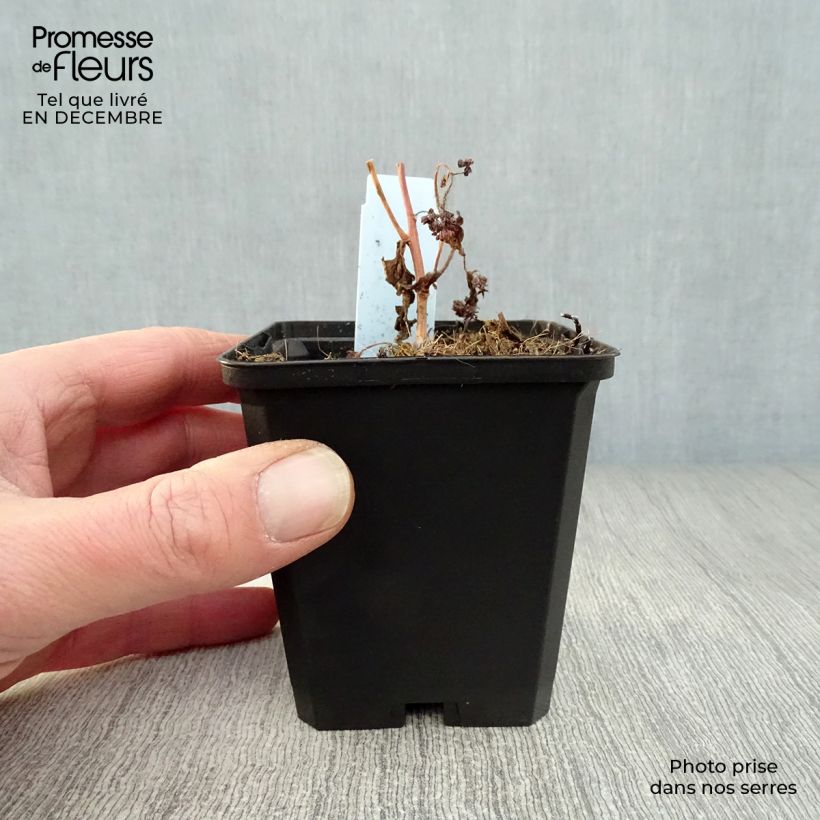 Sedum Red Cauli Vasetto da 8/9 cm esemplare consegnato in inverno