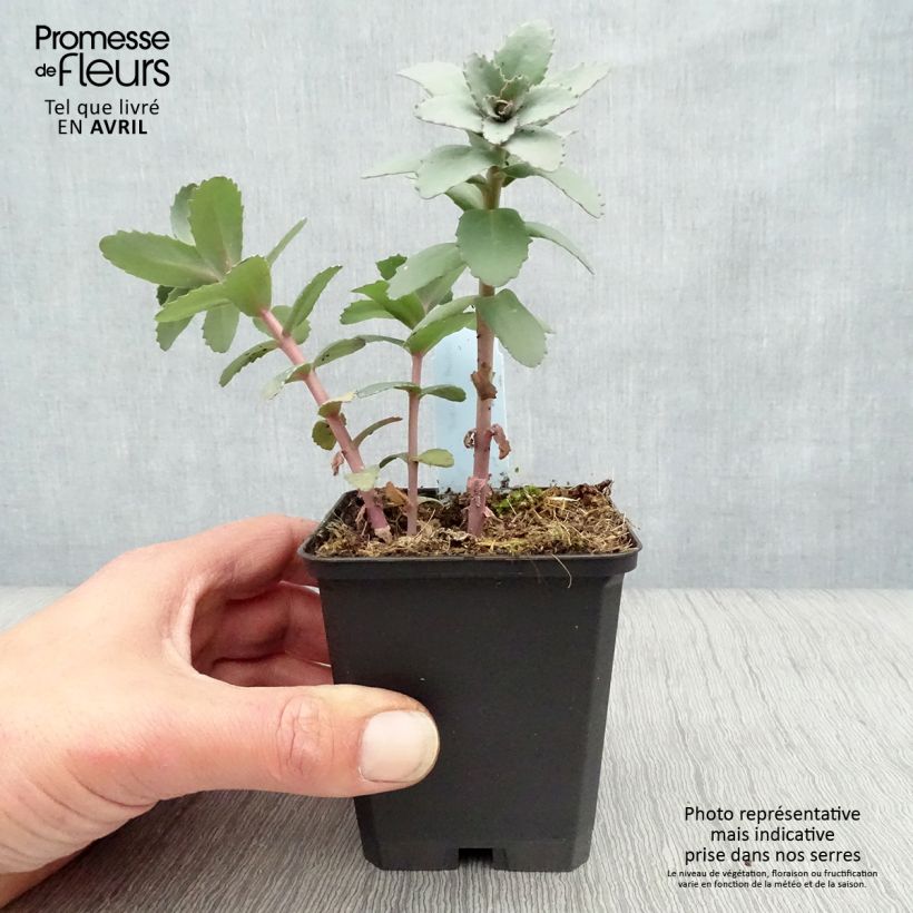 Sedum Red Cauli Vasetto da 8/9 cm esemplare consegnato in primavera