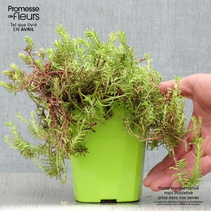 Sedum SunSparkler Angelina's Teacup Vaso da 1L/1,5L esemplare consegnato in primavera