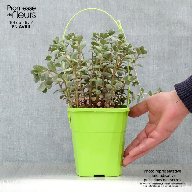 Sedum Sunsparkler Plum Dazzled Vaso da 1,5L/2L esemplare consegnato in primavera