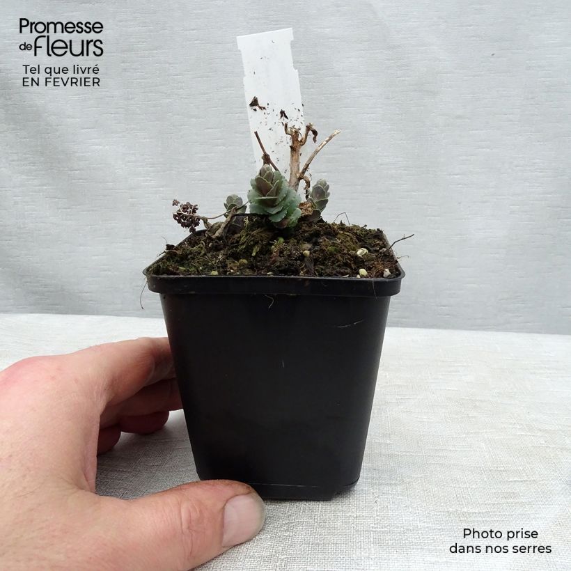 Sedum Stewed Rhubarb Mountain Vasetto da 8/9 cm esemplare consegnato in inverno