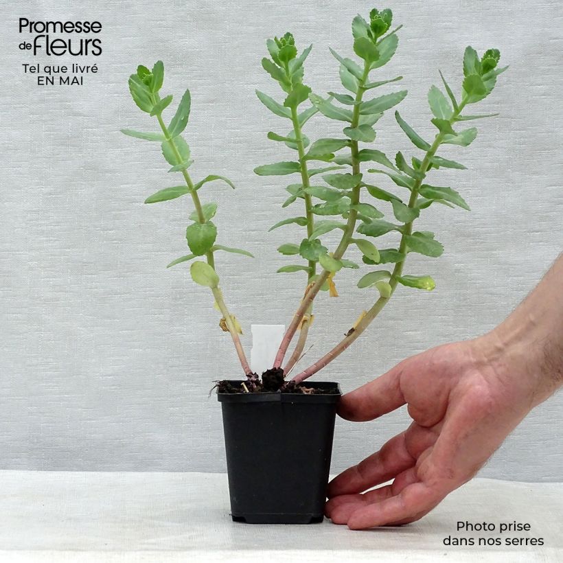 Sedum Stewed Rhubarb Mountain Vasetto da 8/9 cm esemplare consegnato in primavera