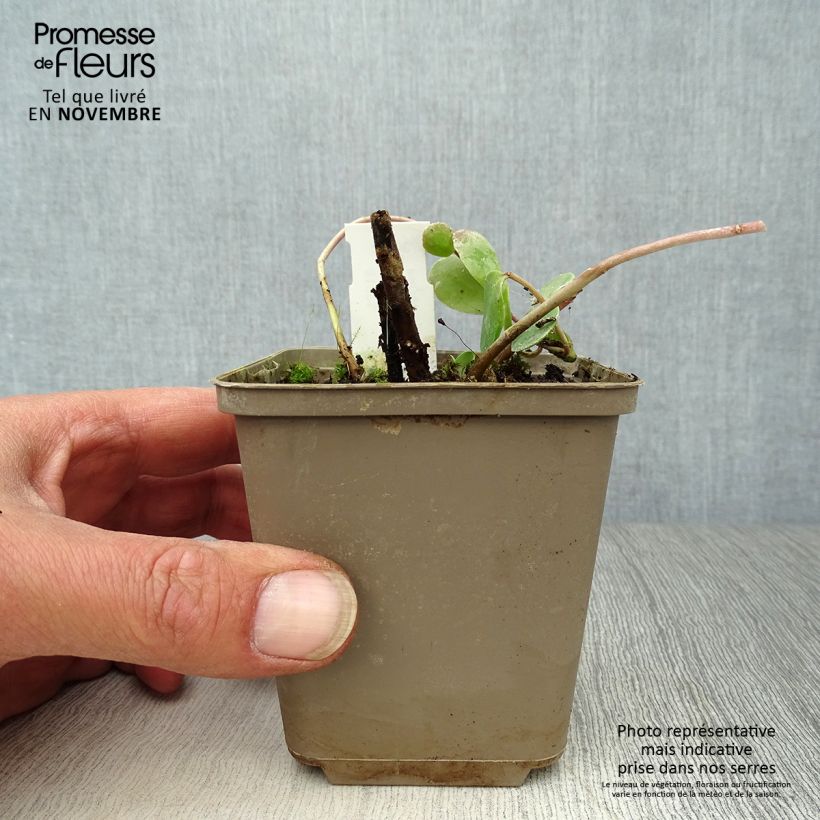 Esemplare di Sedum Stewed Rhubarb Mountain Vasetto da 8/9 cm come consegnato in autunno