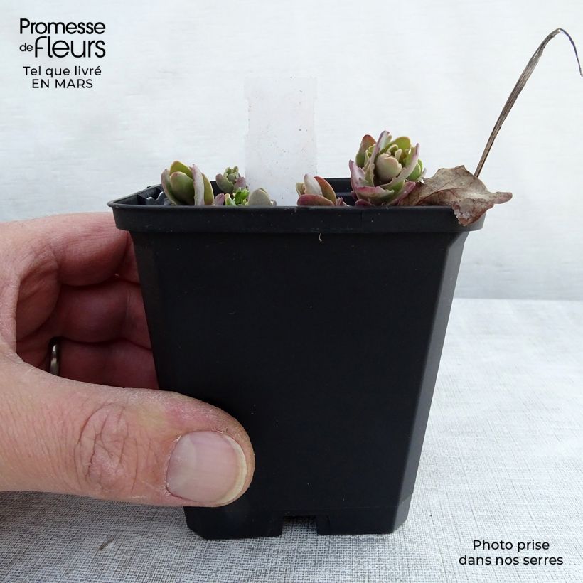 Sedum Strawberry and Cream Vasetto da 8/9 cm esemplare consegnato in inverno