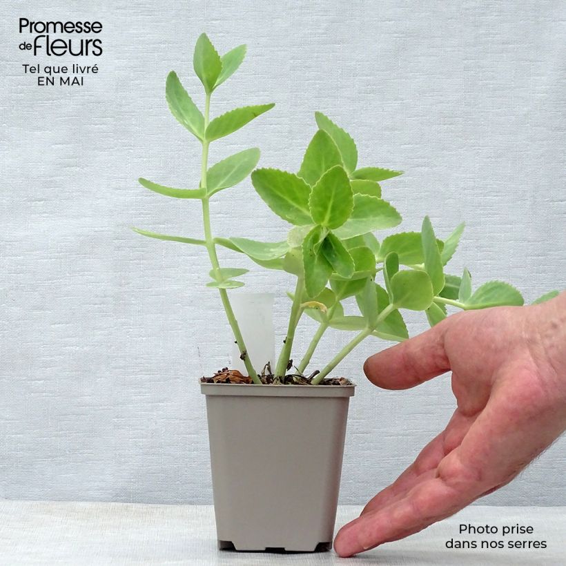 Sedum Sunkissed Vasetto da 8/9 cm esemplare consegnato in primavera