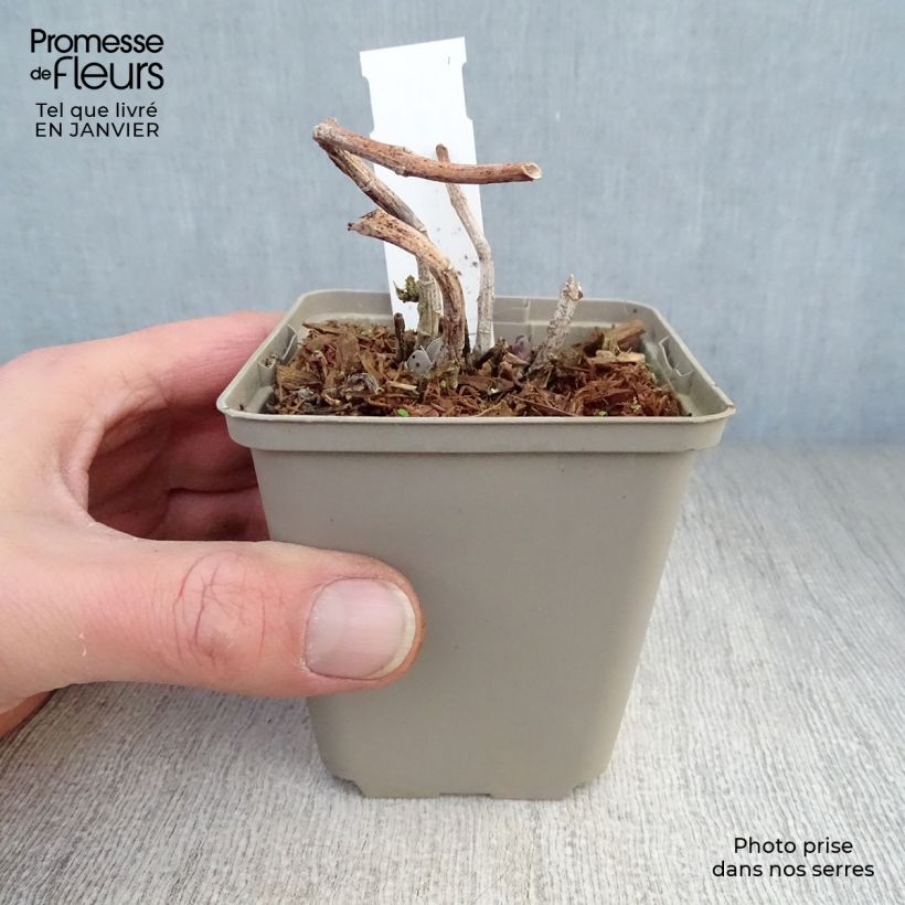 Sedum Sunkissed Vasetto da 8/9 cm esemplare consegnato in inverno