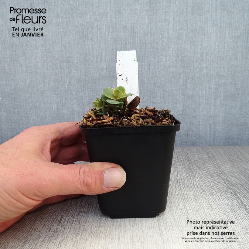 Sedum Sunsparkler Blue Pearl Vasetto da 8/9 cm esemplare consegnato in inverno