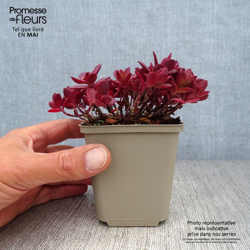 Sedum Sunsparkler Cherry Tart Vasetto da 8/9 cm esemplare consegnato in primavera