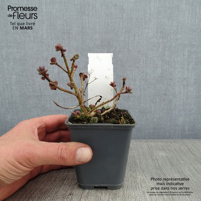 Sedum Sunsparkler Cherry Tart Vasetto da 8/9 cm esemplare consegnato in inverno